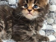 Maine Coon Kätzchen Reinrassige - München