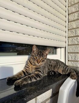 🐾 Süße Babykatzen suchen liebevolles Zuhause 🐾 - Bielefeld
