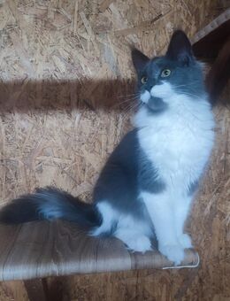 mainecoon - Tauberbischofsheim