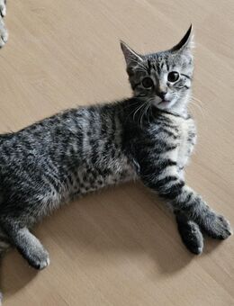 Katzen - Bogen
