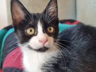 Babykätzchen sucht liebevolles Zuhause - Vilsheim