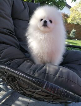 Wunderschöne Zwergspitz/ Pomeranian Rüde und Mädchen - Bad Rappenau