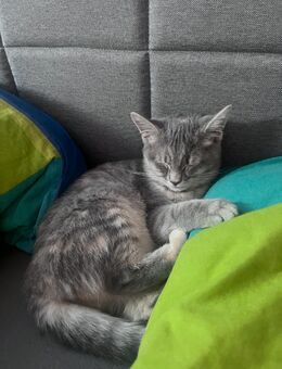 Nala sucht ein neues für immer zuhause - Swisttal