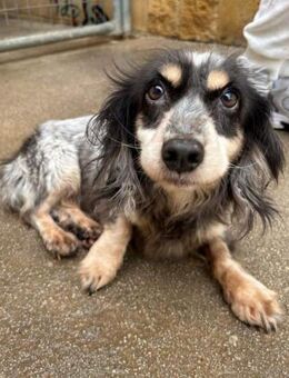 Vodka sucht Menschen mit Herz und Geduld - Laatzen