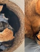 Kitten aus Fünfseen bei Malchow abzugeben! in 17213