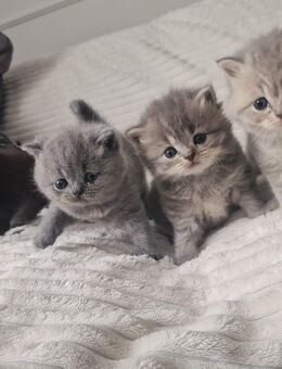 Britisch Kurzhaar & Langhaar Kitten - Neustadt (Rübenberge)