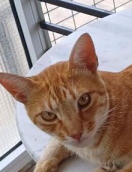 Amando, geb. ca. 08/2023, GRIECHENLAND - Markdorf