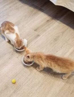 Junge Kater Clarence, Golden und Teddy - Karlsruhe