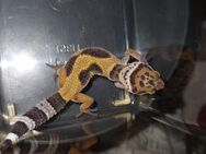 Leopardgeckos aus Hobbyzucht abzugeben - Elmshorn