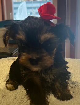 Süße Biewer Yorkshire Terrier Welpen sind da! - Bad Lauterberg (Harz)