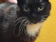 Kofi , verkuschelt, sucht liebes Zuhause - Köln