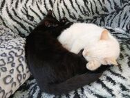 Junge Katzengeschwister Lady & Snowy - Karlsruhe