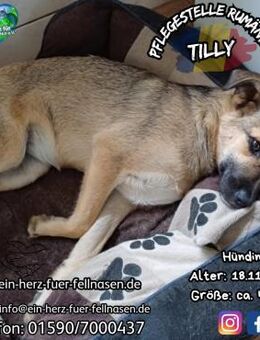 TILLY - hat noch 5 Geschwister - Waakirchen