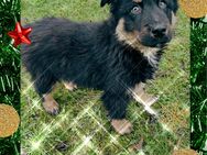 Australian Shepherd-Mix Welpen - Hagenow