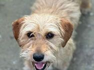Panina Wer kann diesem süßen Hundekind - Spenge