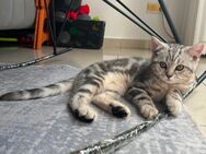 BKH Kitten abzugeben – geboren am 02.03.2025 - Hannover