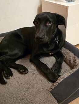 Labrador-sennen mix - Ostbevern