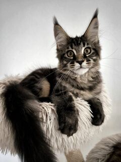 Maine Coon Kätzchen mit Stammbaum