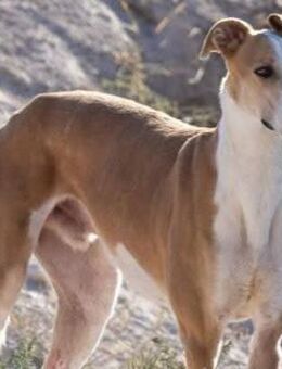 Sonny ist gesellig - Donaueschingen