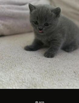 BKH Katze/Kitten (Blue) - Kaarst