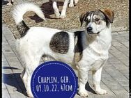 Chaplin sucht hundeerfahrene Menschen - Gelenau (Erzgebirge)