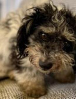 Füge kleiner Mixrüde ca. 1 Jahr alt in H - Reutlingen