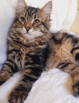 🐾 Verkaufe wunderschöne Sibirische Waldkatzen-Kitten (Sibirer) 🐾✨ Hypoallergen – auch für Allergiker geeignet - Oftersheim