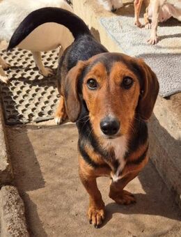 🐾 Balto 7 Monate kleiner Dackelmix - Kassel