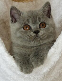 Britisch Kurzhaar Kitten in Blue mit Stammbaum - Rostock Dierkow-West