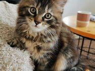 Main coon babys abzugeben - Waidhofen