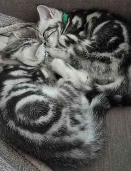 ღ Reinrassige Britisch Kurzhaar BKH Kitten Black Golden Silver Tabby Classic Whiskas - Karlstadt