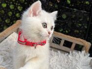 Katzenbaby Kitten BKH (Weibchen) - Sachsenheim