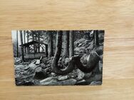 Ansichtskarte-AK-930-Braunlage /Oberharz. Kamelfichte - Nörvenich