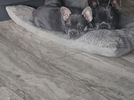 Sportliche Französische Bulldogge Lilac Tan - Duisburg