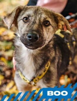 Boo - aufgeweckter Wirbelwind - Berlin