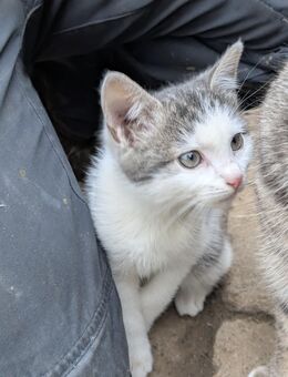 Katzenbaby - Scharbeutz