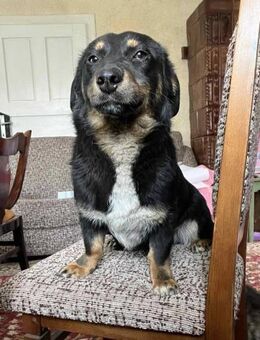 Toby - Familienhund, mag Katzen, lieb - Blankenheim (Nordrhein-Westfalen)