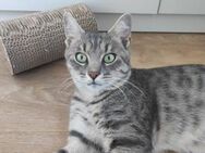 FiV pos Freddie such Einzelprinz-Zuhause - Margetshöchheim