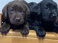 Labrador Welpen mit Papiere in schwarz und braun, Labradorwelpen - Waldstetten (Baden-Württemberg)