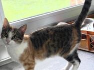 😻 Massa & Asis Bezauberndes Katzenpär - Benediktbeuern
