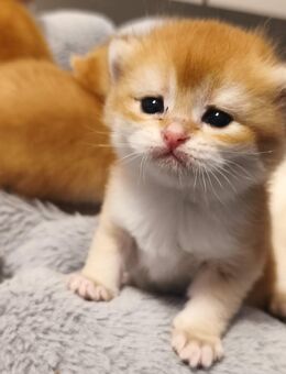 Bkh gold shaded - Delmenhorst