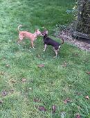 2 Chihuahua - Pinscher Mix (Rüde + Weibchen) beide 5 Jahre in 45357