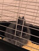 Reinrassige löwenkopf teddyzwergkaninchen 🥰♥️🌹 in 32427