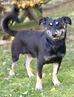 SANY, Mix, geb. 02/2023 - Heidenrod