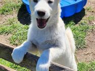 Samojede Siberian Husky Welpen - Zernitz-Lohm