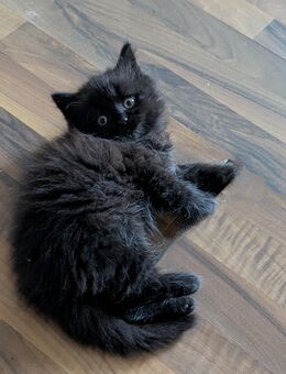 Süßer Maine coon BKH katerchen - Kyritz