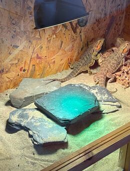 3 Bartagame mit Terrarium - Leverkusen