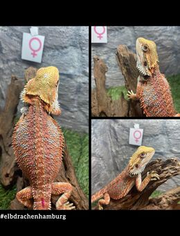 No.3 High Red Blue Bartagame female (pogona vitticeps) NZ April 2025 - Hamburg Wandsbek