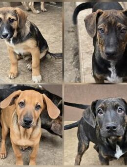 4 Welpenmädchen suchen Familien 🩷🍀 - Düsseldorf