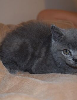 BKH Kitten + Transport - Villingen-Schwenningen